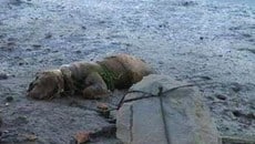 Drowned Dog Facebook Photo