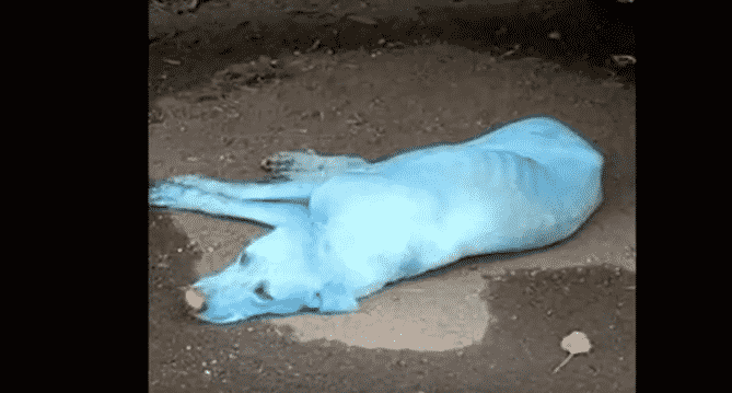 Featured image for Industrial Waste To Blame for the Blue Dogs That Inhabit Mumbai Now