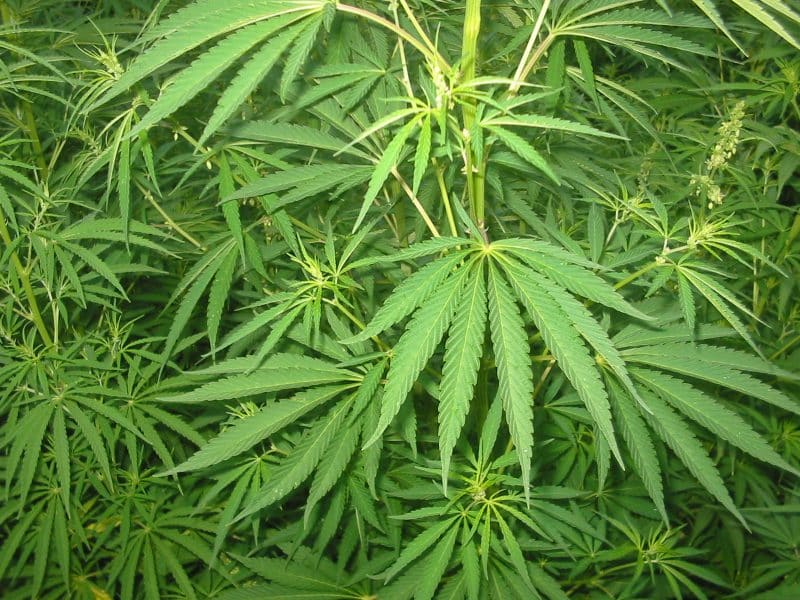 Featured image for Should Marijuana Businesses Be Allowed to Have Social Media Accounts?