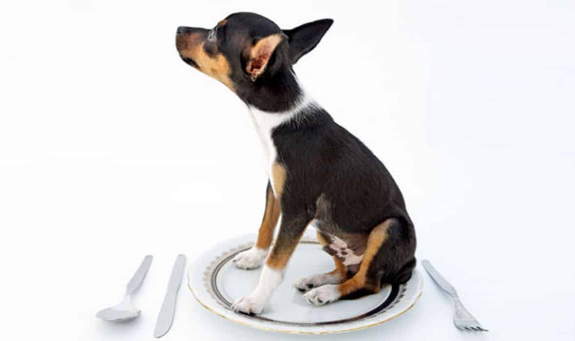 dog-on-plate-jpg