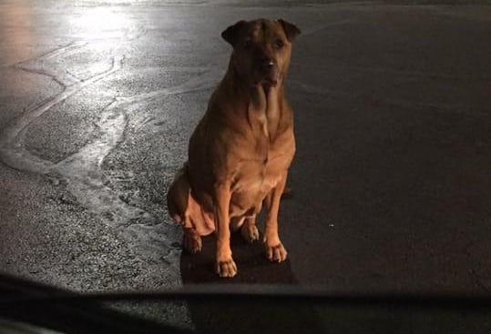 Featured image for Dog Pretends To Be Stray And Scams People At McDonald’s For Free Burgers