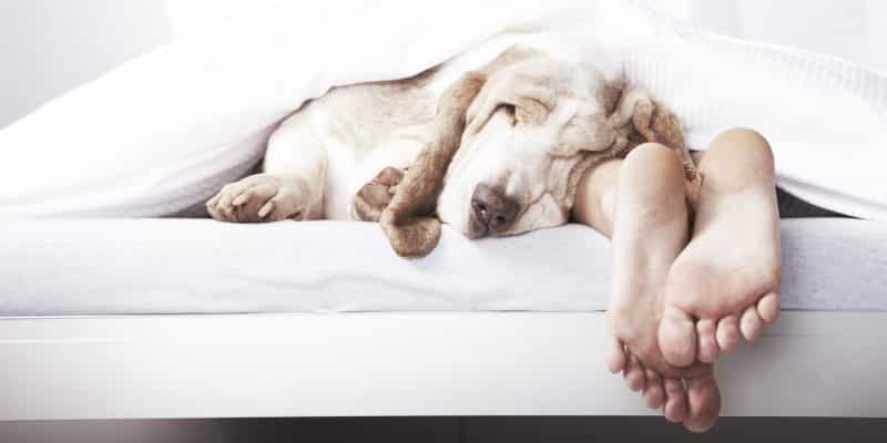 Featured image for Study Finds Women Sleep Better With Dogs Than With Human Partners