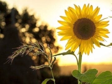flower definition