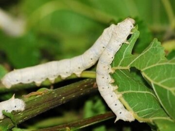 sericulture