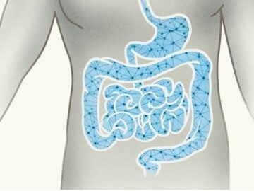 excretory system facts