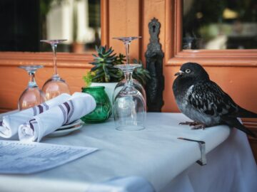 gray bird beside wine bottles