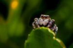 brown jumping spider on green leaf. what does the jumping spider eat