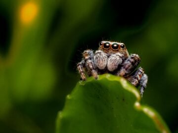 brown jumping spider on green leaf. what does the jumping spider eat