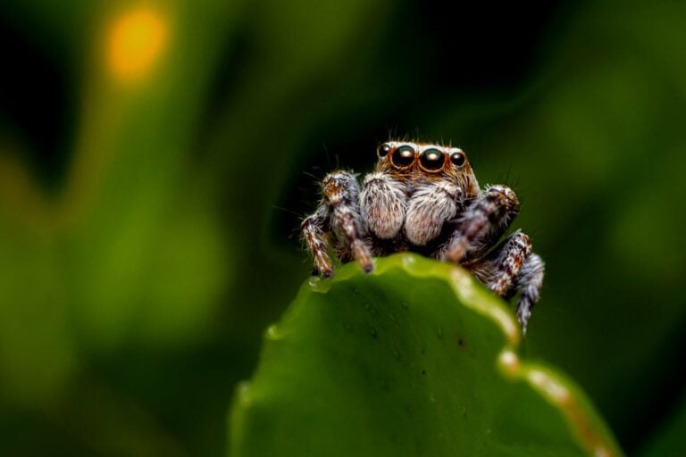 brown jumping spider on green leaf. what does the jumping spider eat