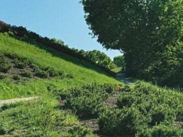 A grassy hillside with plants and a path.