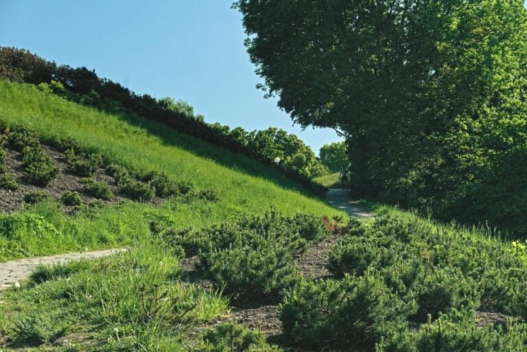 A grassy hillside with plants and a path.