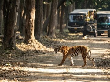 a tiger walking on a dirt road